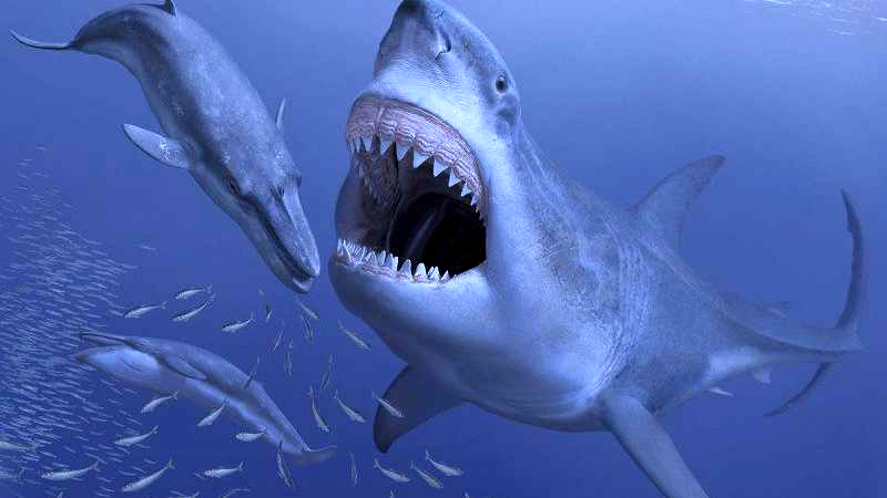 Why The Megalodon Went Extinct | Abstruze